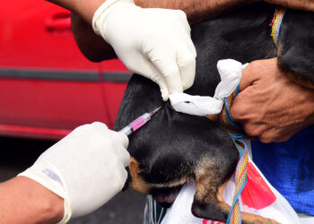 Sesau oferece vacinação antirrábica em todo município