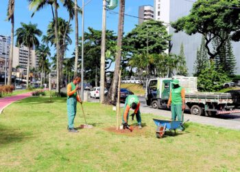Dia da Mata Atlântica terá plantio de 1,2 mil mudas em Salvador