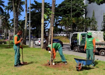 Prefeitura e moradores plantam novas mudas de árvores na Barra