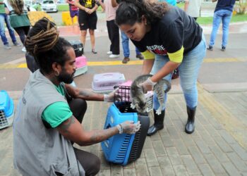 Secis promove operação para realocar gatos da Colônia de Piatã