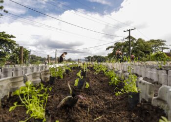 Salvador inaugura Horta da Diversidade com foco em inclusão social e sustentabilidade