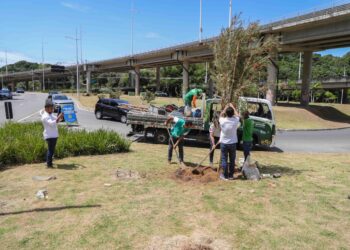 Corredor Verde de Salvador começa a ser implantado no Vasco da Gama e Itaigara