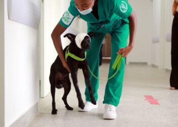 Hospital Veterinário registra 1,1 mil atendimentos em 15 dias