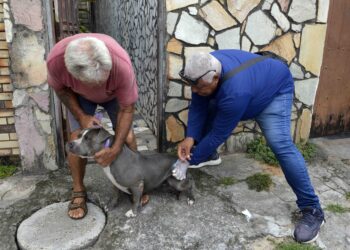 Vacinação antirrábica é realizada em locais de grande circulação em Salvador