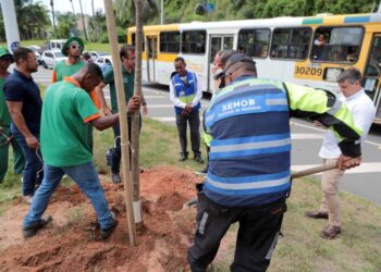 Corredor verde do BRT de Salvador ganha novo plantio de árvores