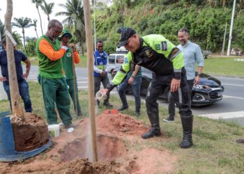 Corredor verde do BRT de Salvador ganha novo plantio de árvores