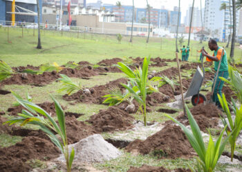 Secis realiza plantio de 2 mil mudas de coqueiro na orla do Jardim de Alah