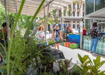 Feira Agroecológica Urbana de Salvador se populariza no Comércio e pode ganhar roteiro fixo em 2025