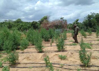 PM e PF erradicam cerca de 35 mil pés de maconha na cidade de Curaçá