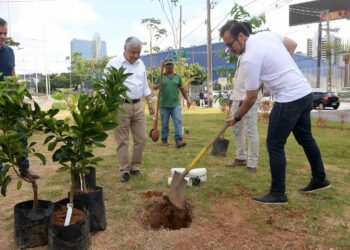 Canteiro central do BRT recebe novas mudas de árvores frutíferas