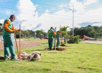 Operação Plantio Chuva ultrapassa dez mil mudas plantadas em 2024