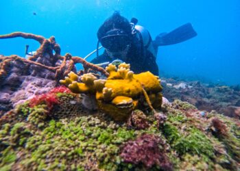 Jovens de Ilha de Maré aprendem a restaurar coral nativo da região