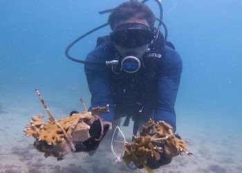 Projeto que utiliza o plástico para acelerar a recuperação de corais na Baía de Todos-os-Santos é destaque na França