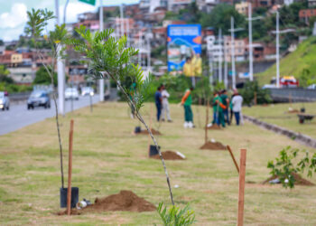 Operação Plantio Chuva 2025 é iniciada no bolsão que liga Lobato à Pirajá