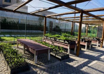Plantio de restinga cultivada em viveiro municipal recupera verde da orla marítima