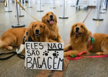 Após morte de Joca, tutores se manifestam no aeroporto de Brasília