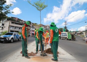 Prefeitura inicia plantio de 50 novas árvores na Avenida Suburbana
