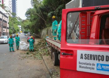 Seman realizou mais de 24 mil podas de árvores em seis meses