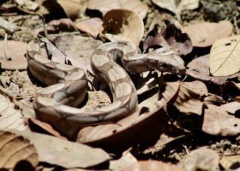 Inema realiza soltura de 40 animais silvestres em área de Mata Atlântica