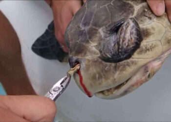 Uso de canudos plásticos está proibido em Salvador