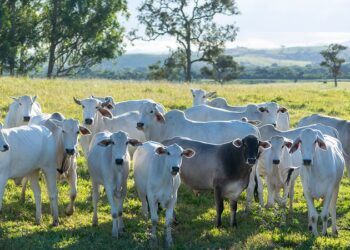 Bahia avança com o projeto de implantação do Plano Nacional de Identificação Individual de Bovinos e Bubalinos
