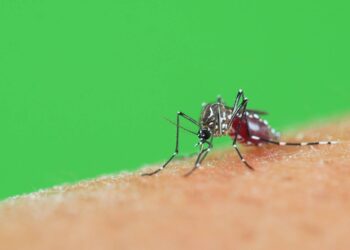 Verão requer mais cuidados com a dengue; doença matou 171 pessoas na Bahia só no último mês de 2024