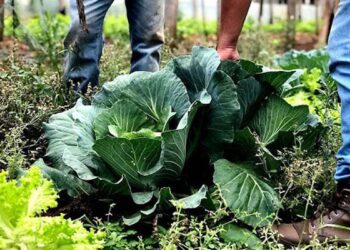 Agricultura familiar receberá R$ 60 milhões para produção de bioinsumo