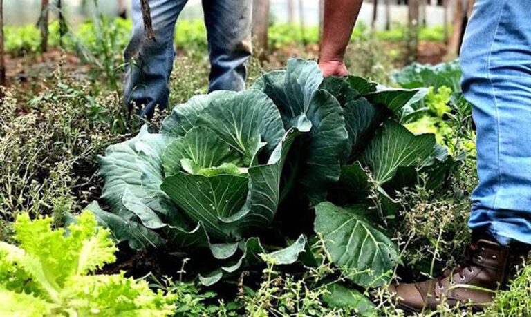 Agricultura familiar