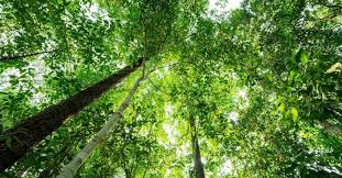 Câmara Temática de Agrocarbono Sustentável começa em março