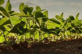 Agronegócio Estrondo inicia semeadura da safra 2025 com perspectivas positivas e alta tecnologia no plantio