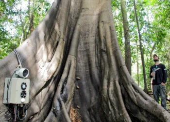 Tecnologias monitoram biodiversidade, árvores e ar da Amazônia