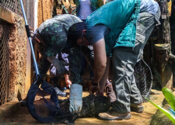 População deve ficar alerta ao aparecimento de animais silvestres e peçonhentos durante período chuvoso