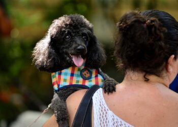 Salvador adere ao sistema nacional de cadastro de animais e reforça combate ao abandono