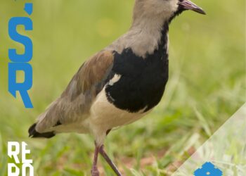 Sumitomo Rubber divulga relatório com os principais resultados sociais e ambientais de 2024