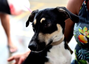 Saiba quais são os cuidados necessários com os pets no período junino