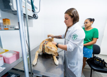 Castração de cães e gatos são iniciadas em Camaçari