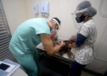 Secis realiza castração gratuita de animais no bairro de Pirajá