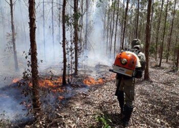 Bracell e governo capacitam 50 voluntários para combate a incêndios florestais na Chapada Diamantina