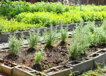 Hortas comerciais agroecológicas fortalecem economia na comunidade de Coutos