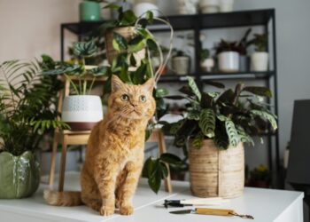 Confira 7 plantas não tóxicas para ornamentar a casa com pet