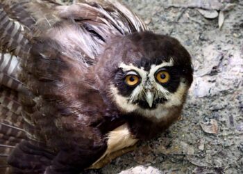 Lendária coruja-murucututu é reintegrada à natureza em reserva na Bahia