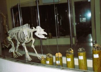 Zoo Noturno: Imersão na vida selvagem do Zoológico de Salvador