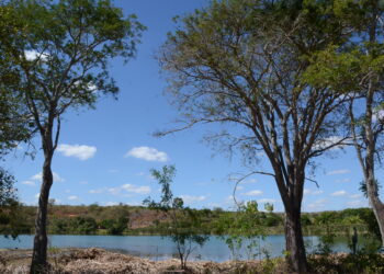 Bahia lança edital para projetos de reflorestamento no Cerrado