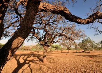Dia do Meio Ambiente destaca ações de enfrentamento à desertificação
