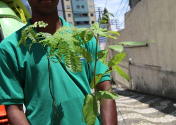 Disque Mata Atlântica: Prefeitura incentiva plantio de árvores pelos cidadãos em Salvador