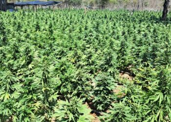 FICCO e PM desarticulam laboratório de produção de maconha intensiva.