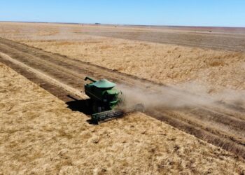 Agronegócio Estrondo inicia plantio de braquiária ruziziensis