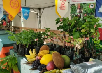 Feira da Reforma Agrária oferece alimentos produzidos por acampamentos
