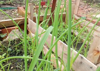 Horta escolar do Centro Educacional Monteiro Lobato, em Firmino Alves, rende segunda colheita do ano