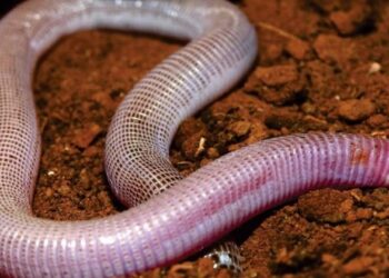 BAMIN realiza doação de nova espécie de réptil descoberta na Bahia para universidades